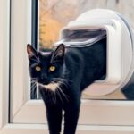 Top 10 Ways SureFlap Enhances Home Security for Cats