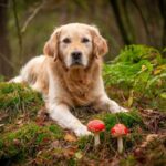 Natural & Holistic Dog Supplements: Mushrooms, Adaptogens, and More for Cognitive Support and Calmness
